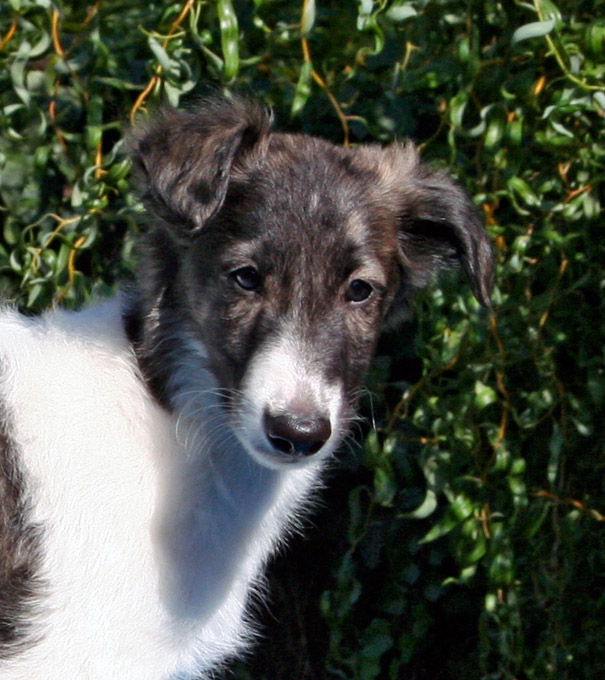 Surf Spots - Boy 2 Face